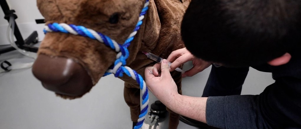 Vet Tech student learning to administer a shot in fake calf