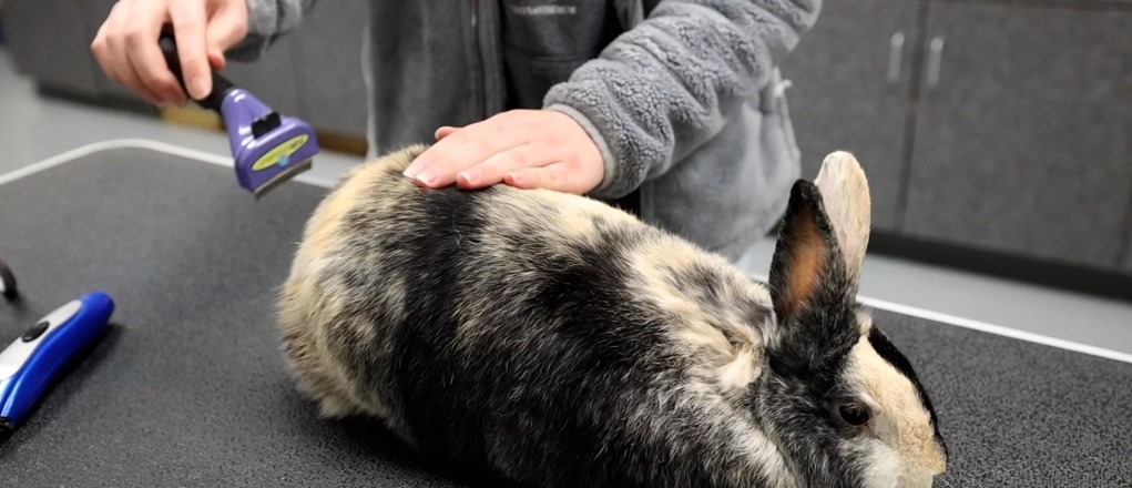 Vet Tech student grooming rabbit