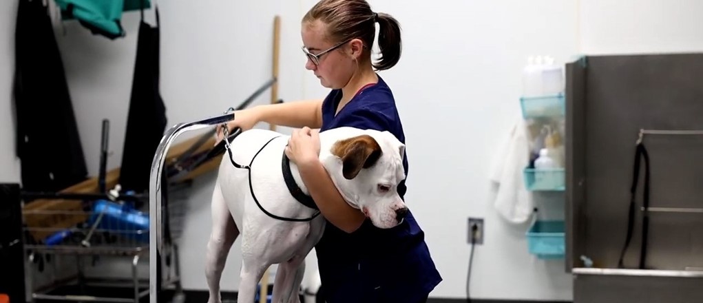 Vet student combing dog