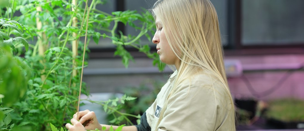 LED student pruning plant