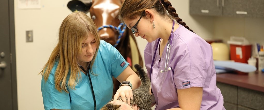 VST students working with a cat.