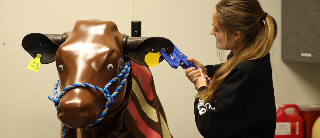VST student working with fake cow in classroom